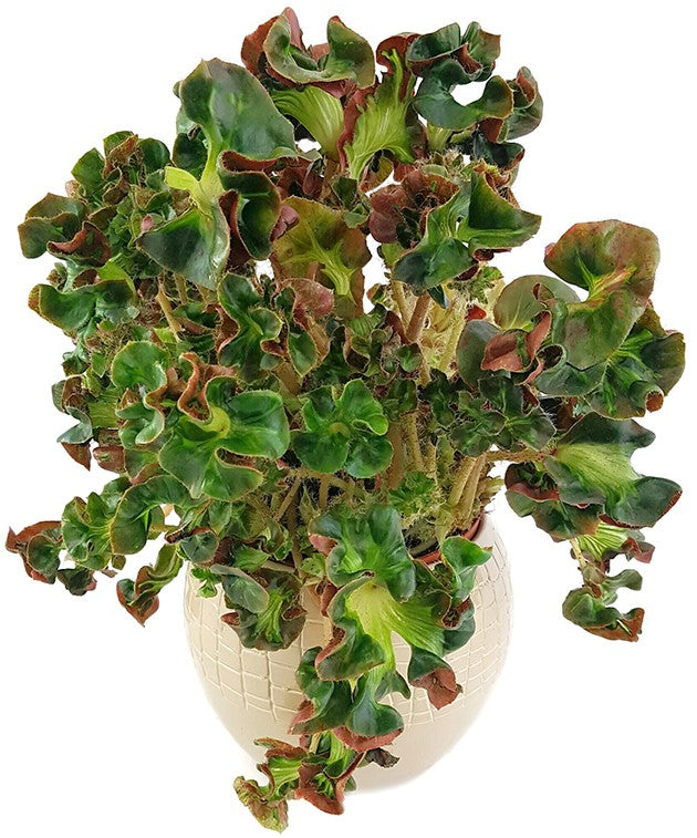 Begonia blad "Cathedral" -  Begonie