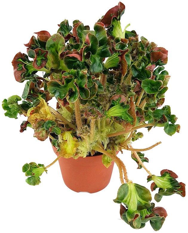 Begonia blad "Cathedral" -  Begonie