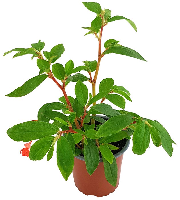 Begonia fuchsioides - Fuchsien Begonie