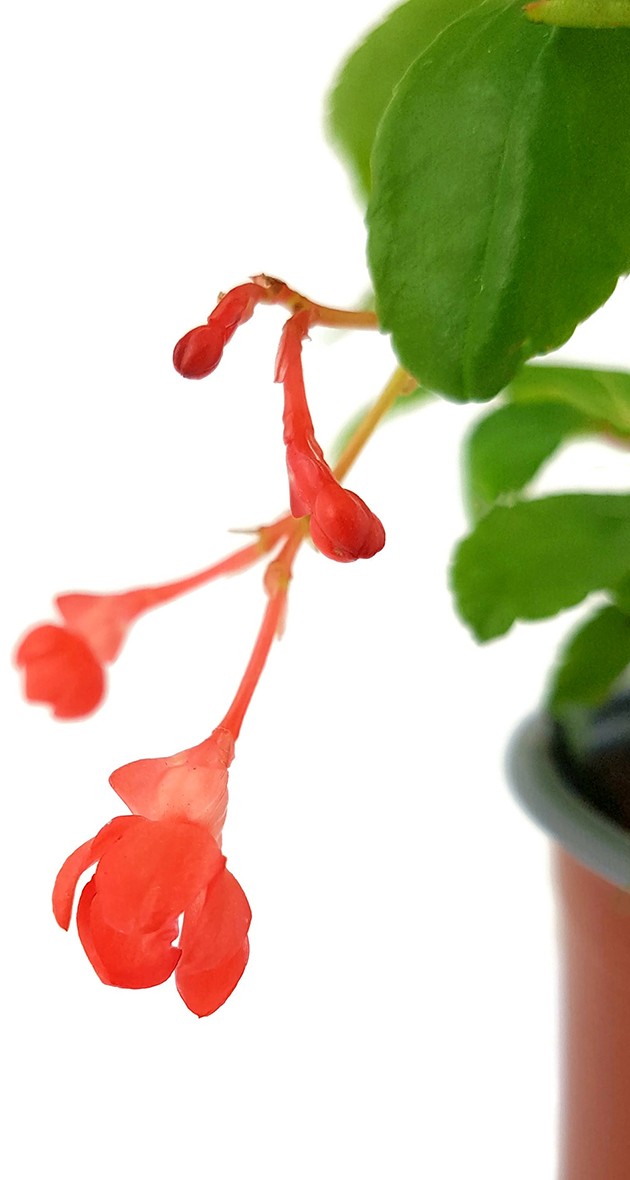 Begonia fuchsioides - Fuchsien Begonie