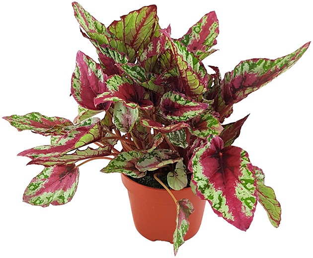 Begonia "Maui Sunset" - magische Begonie