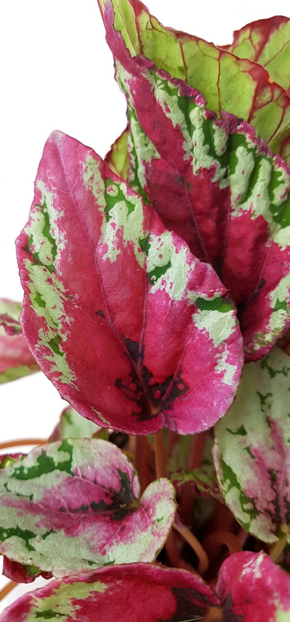 Begonia "Maui Sunset" - magische Begonie
