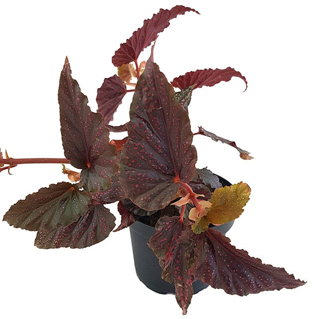 Begonia &quot;Polka Dot Pink&quot; - Forellenbegonie