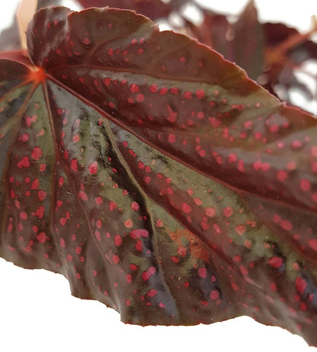 Begonia &quot;Polka Dot Pink&quot; - Forellenbegonie