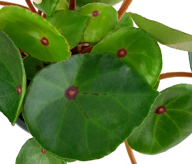 Begonia conchifolia var. rubrimacula "Red Ruby" - Begonie