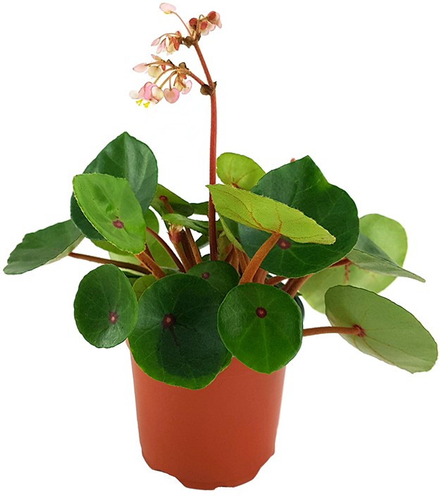 Begonia conchifolia var. rubrimacula "Red Ruby" - Begonie