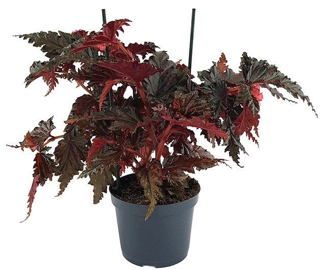 Begonia serratipetala - botanische Begonie