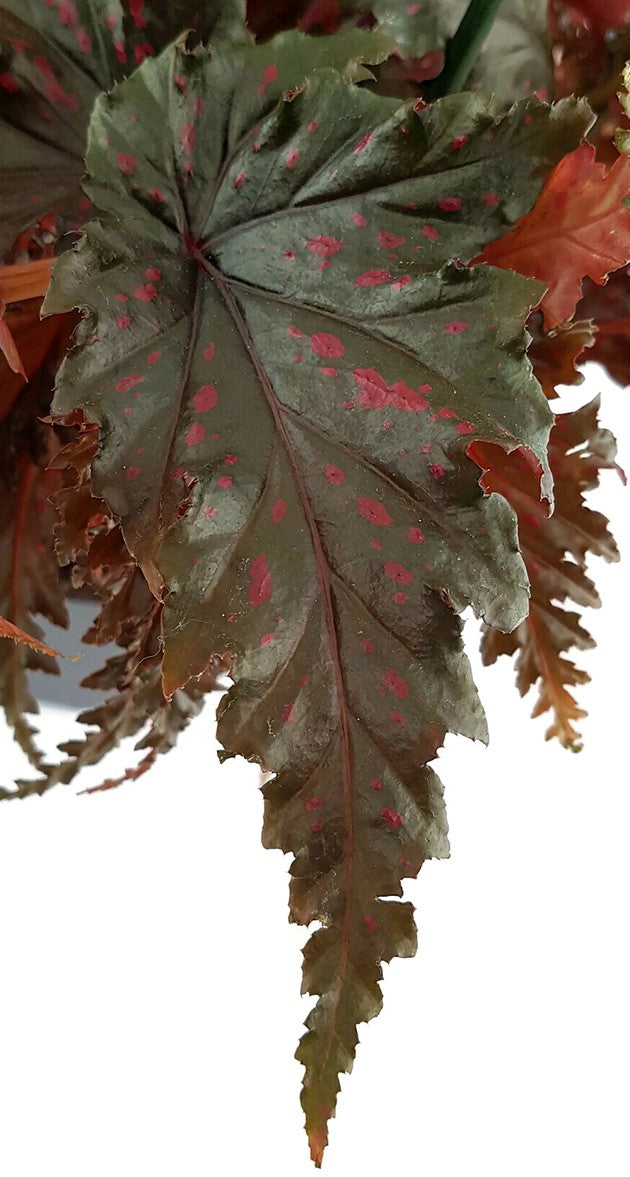 Begonia serratipetala - botanische Begonie