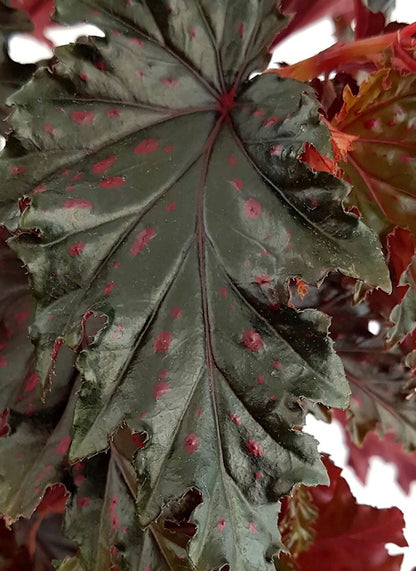 Begonia serratipetala - botanische Begonie