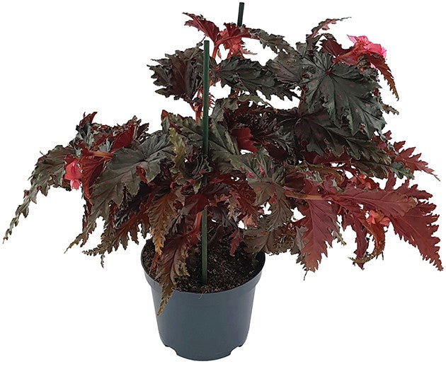 Begonia serratipetala - botanische Begonie