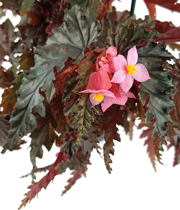 Begonia serratipetala - botanische Begonie