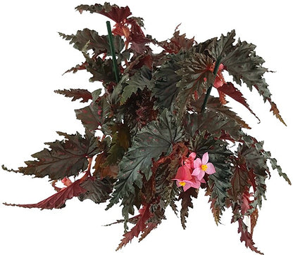 Begonia serratipetala - botanische Begonie