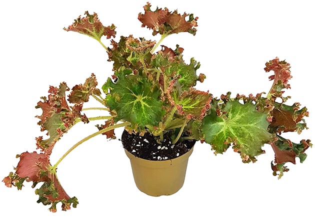 Begonia x erythrophylla &quot;Bunchii&quot; - Salatbegonie