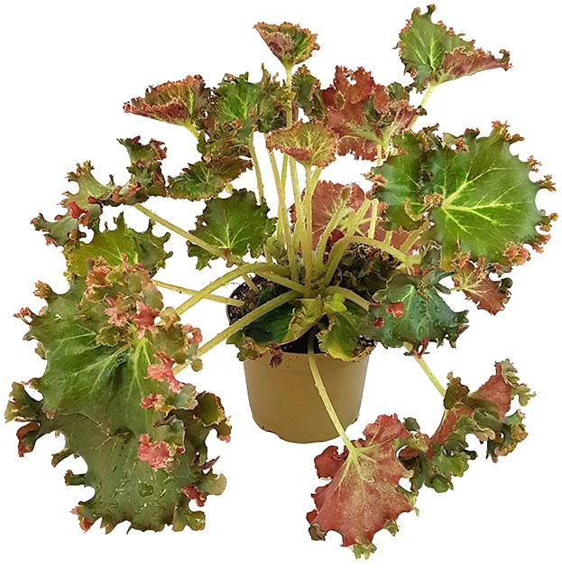 Begonia x erythrophylla &quot;Bunchii&quot; - Salatbegonie