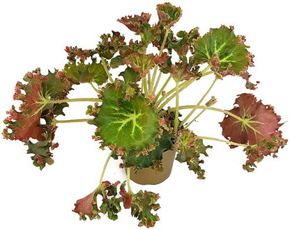 Begonia x erythrophylla &quot;Bunchii&quot; - Salatbegonie