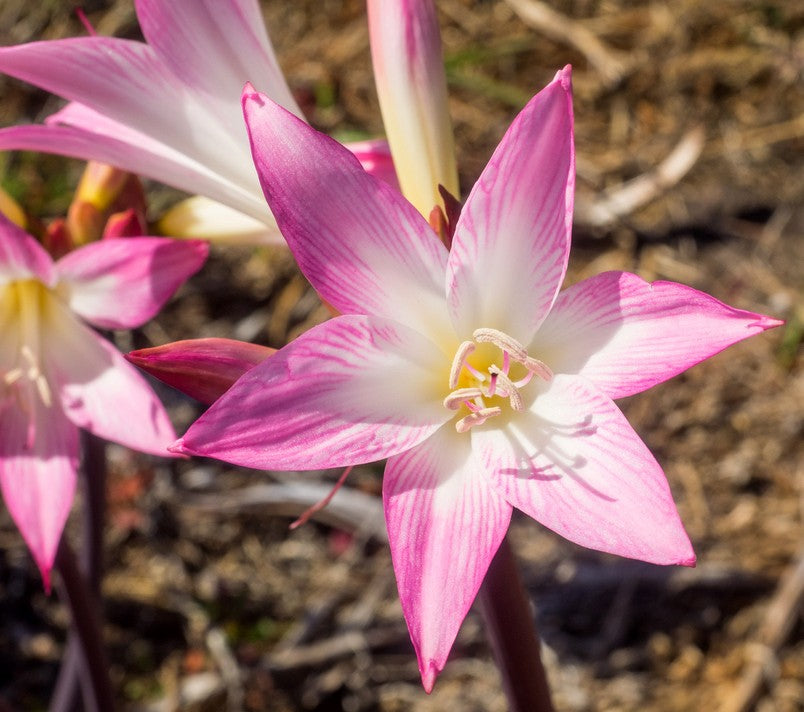 Amaryllis Belladonna - Blumenzwiebel