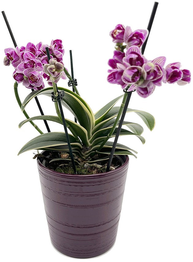 Übertopf lila "Harmony" - Ø 12 cm