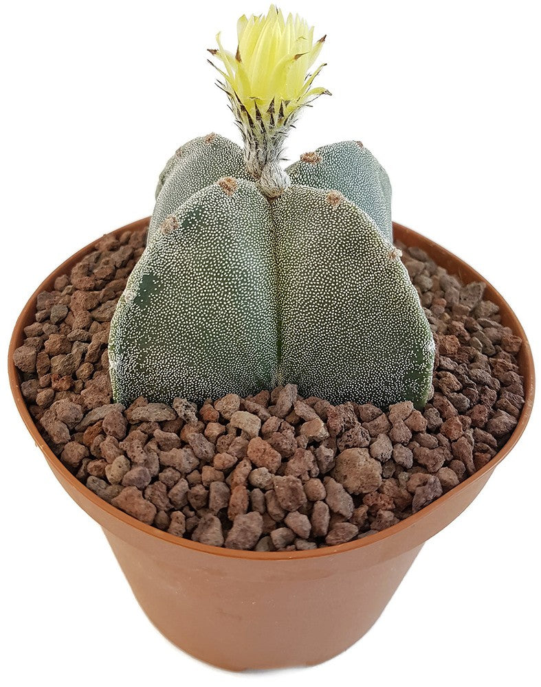 Astrophytum myriostigma quadricostatum - Sukkulente