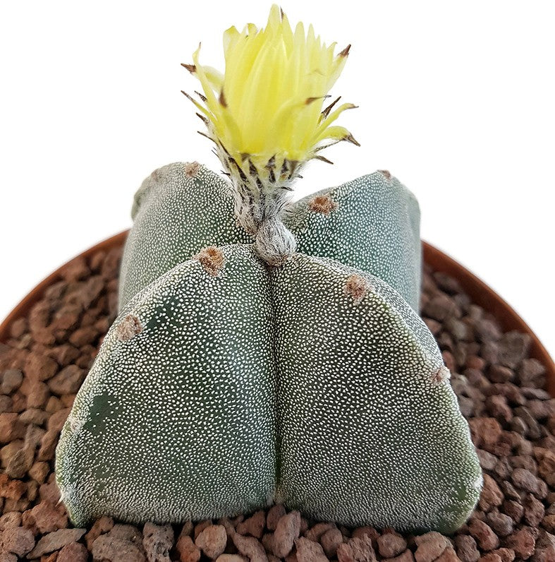 Astrophytum myriostigma quadricostatum - Sukkulente