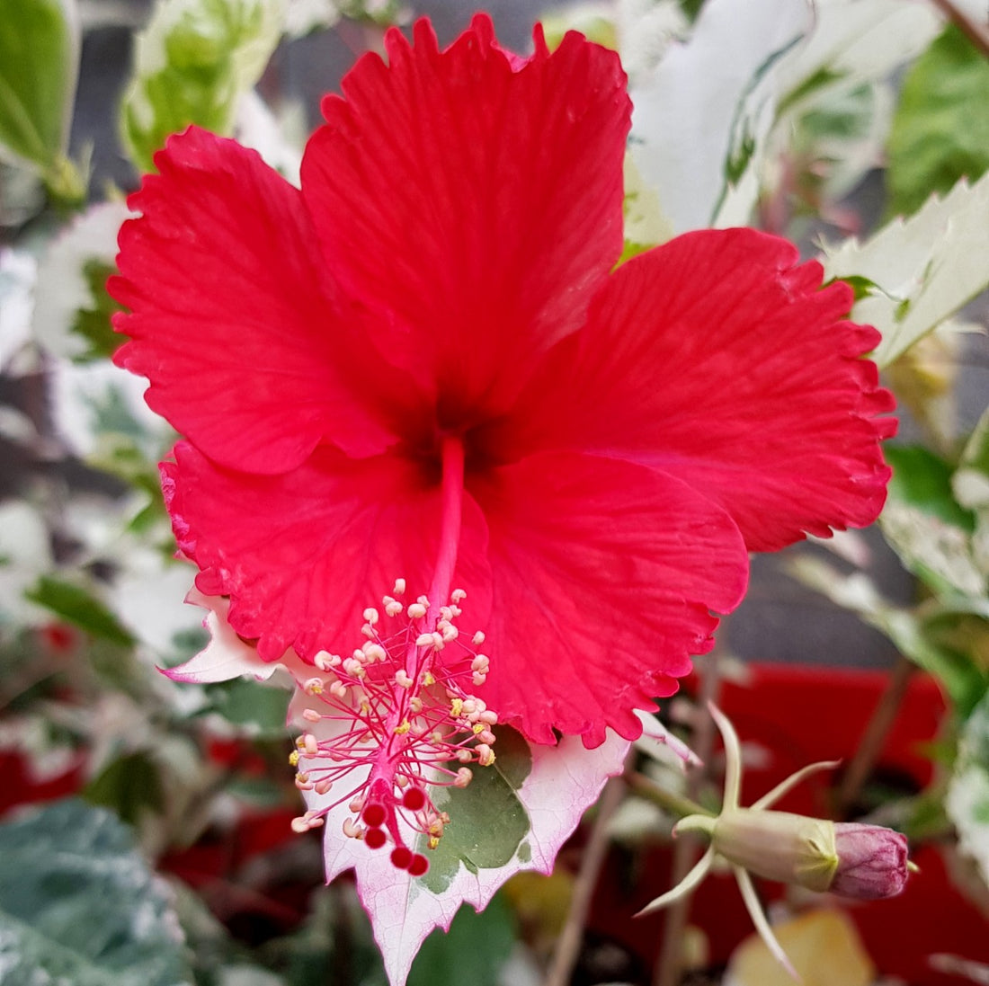 Hibiscus rosa-sinensis "variegata" - panaschierter Hibiskus
