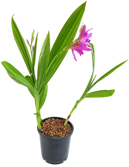 Bletilla striata - Japanorchidee