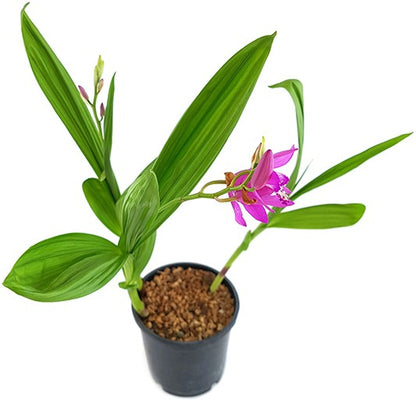 Bletilla striata - Japanorchidee