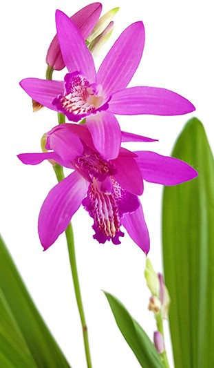 Bletilla striata - Japanorchidee