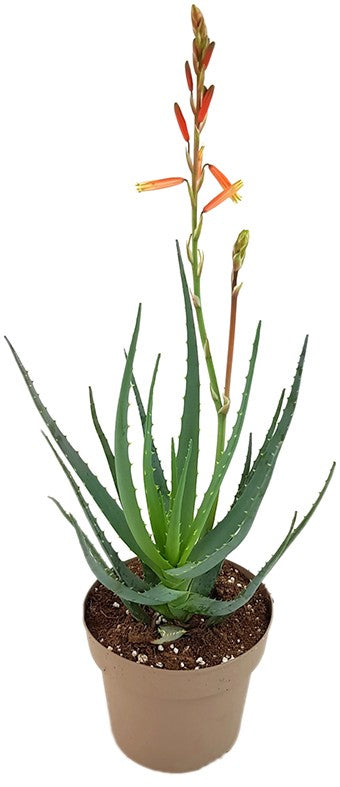 Aloe "Blue Elf" - Sukkulente