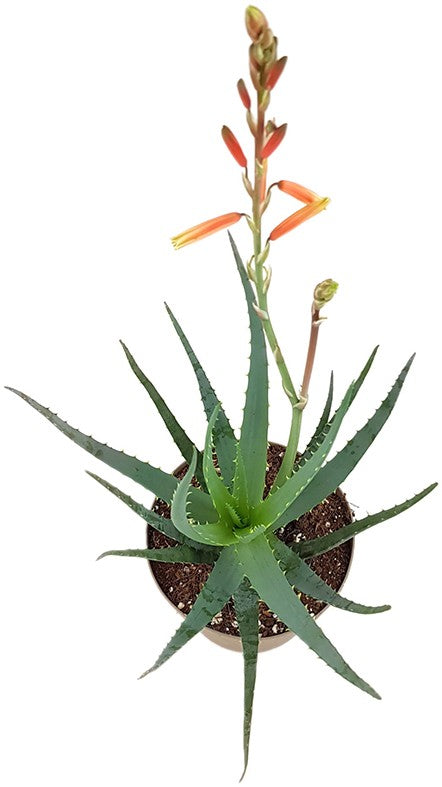 Aloe "Blue Elf" - Sukkulente