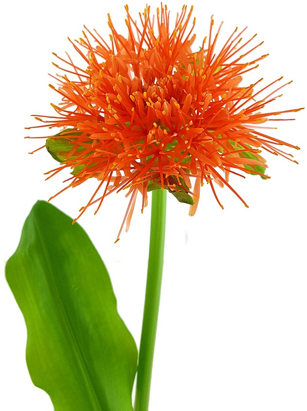 Scadoxus &quot;katharinae&quot; - Blutblume