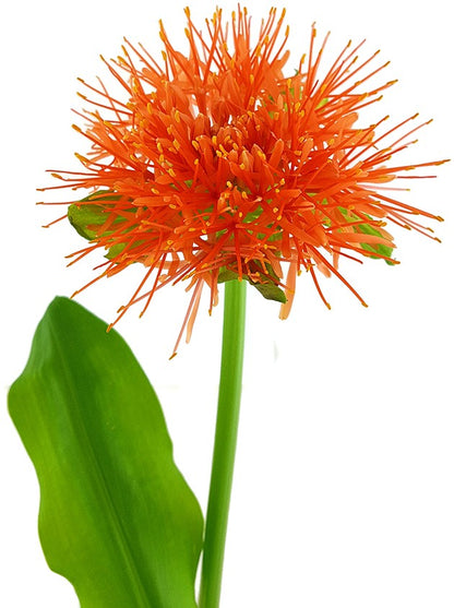 Scadoxus &quot;katharinae&quot; - Blutblume