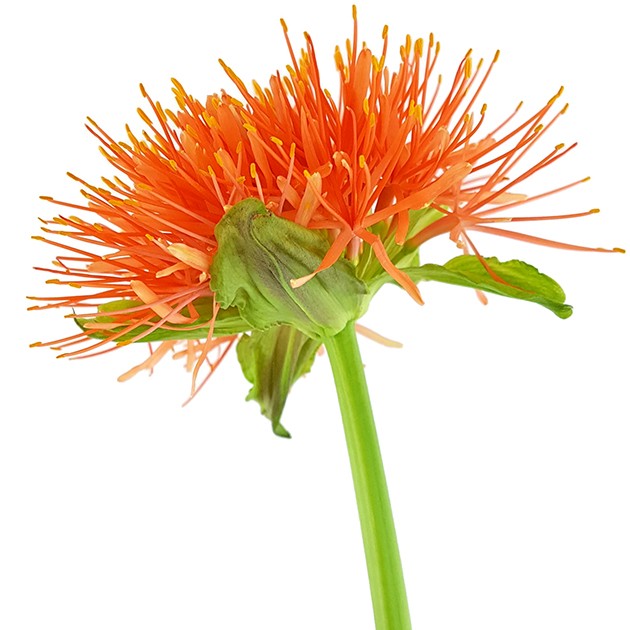 Scadoxus &quot;katharinae&quot; - Blutblume