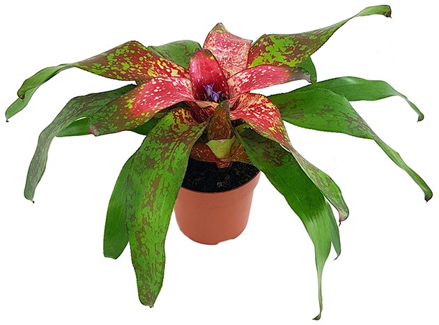 Neoregelia &quot;Bonita&quot; - Bromelie