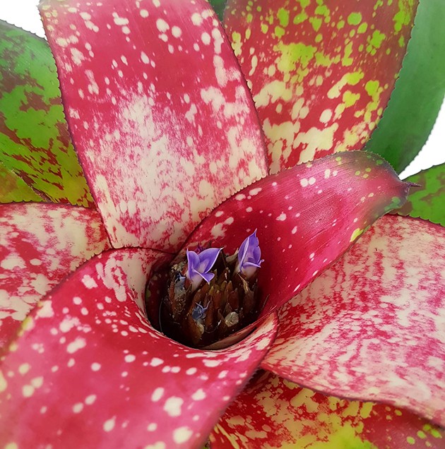 Neoregelia &quot;Bonita&quot; - Bromelie