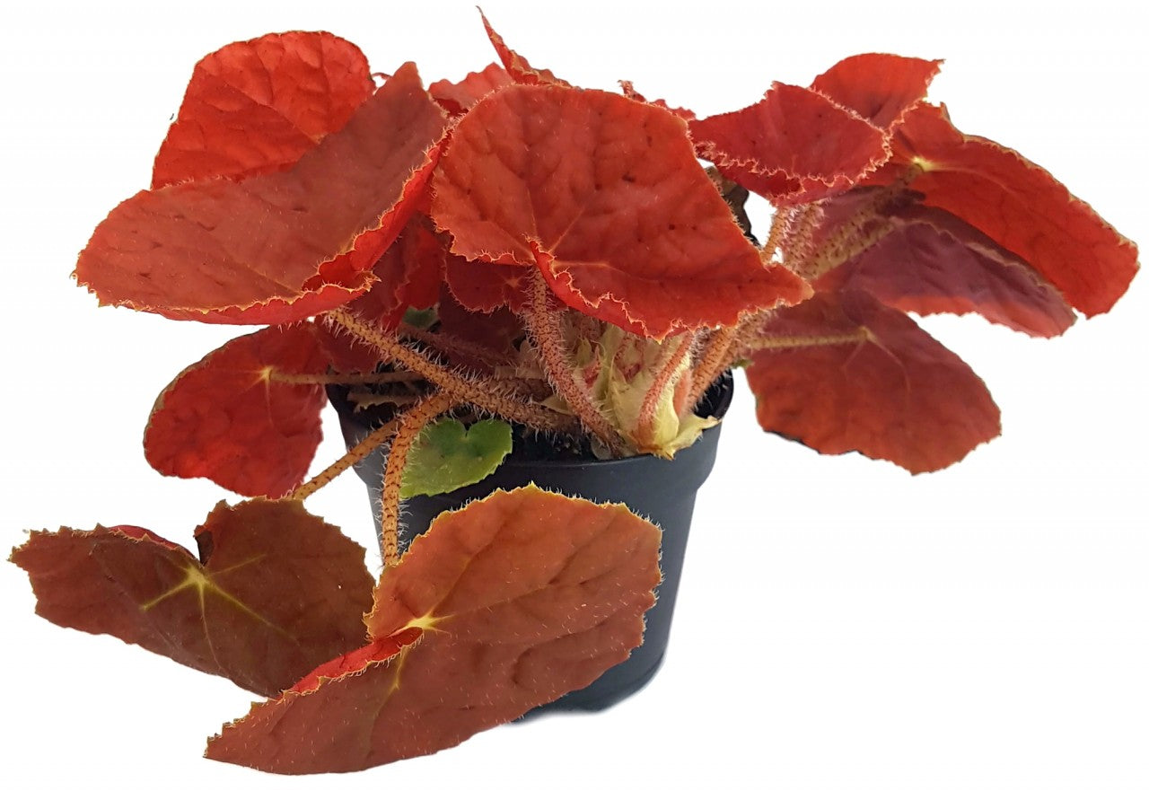 Begonia &quot;Kupfer&quot; - Begonie