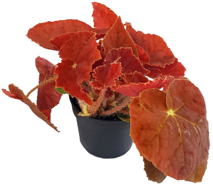 Begonia &quot;Kupfer&quot; - Begonie