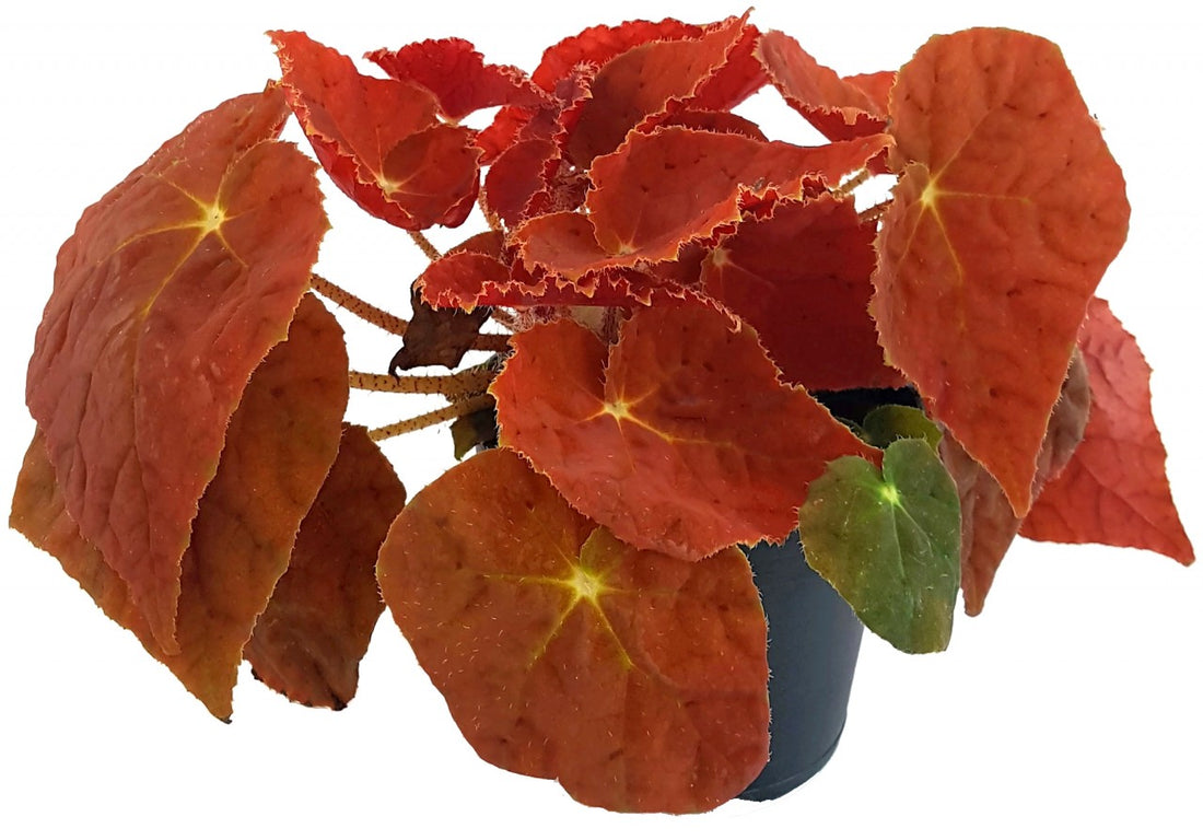 Begonia "Kupfer" - Begonie