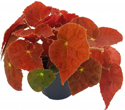 Begonia &quot;Kupfer&quot; - Begonie