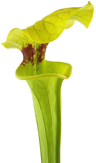 Sarracenia Moorei X "Brook"s Hybrid" MK H7
