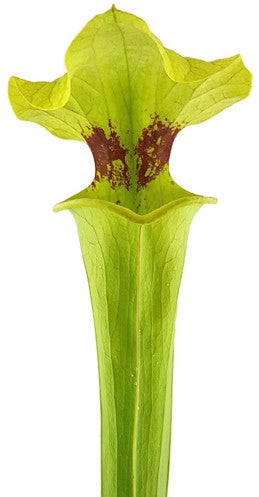 Sarracenia Moorei X "Brook"s Hybrid" MK H7