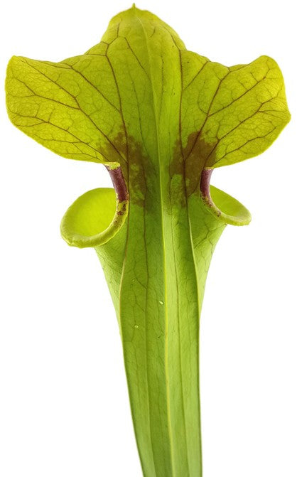 Sarracenia Moorei X &quot;Brook&quot;s Hybrid&quot; MK H7