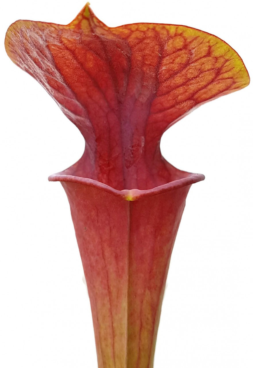 Sarracenia x Moorei "Brooks Hybrid Orange Clone" MK H 42