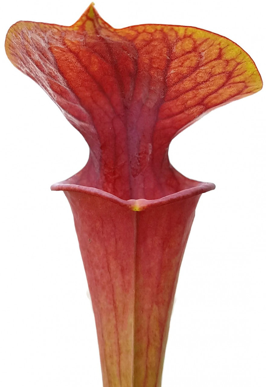 Sarracenia x Moorei &quot;Brooks Hybrid Orange Clone&quot; MK H 42