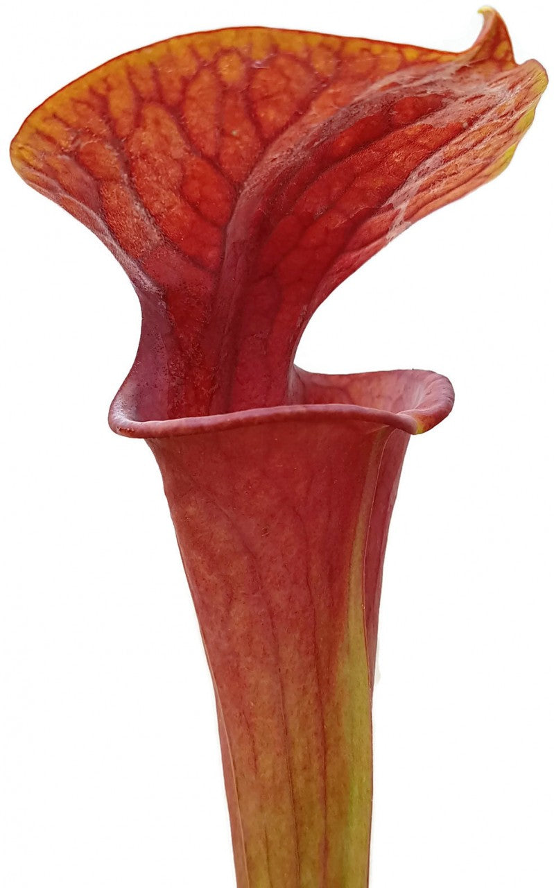 Sarracenia x Moorei &quot;Brooks Hybrid Orange Clone&quot; MK H 42