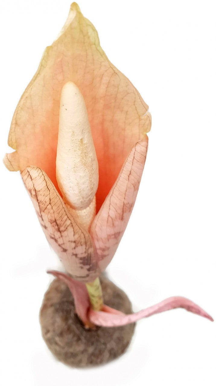 Amorphophallus bulbifer - Aronstabgewächs