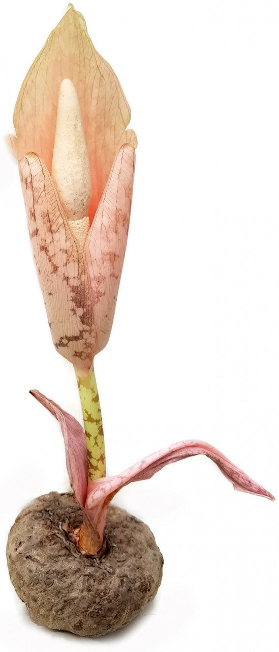 Amorphophallus bulbifer - Aronstabgewächs