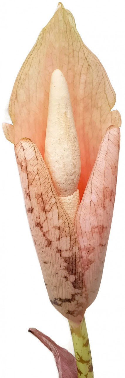 Amorphophallus bulbifer - Aronstabgewächs