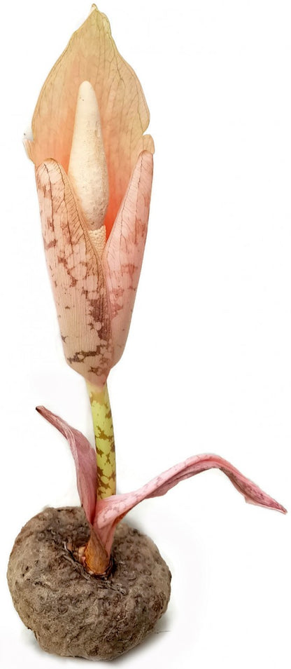 Amorphophallus bulbifer - Aronstabgewächs