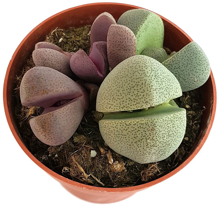 Pleiospilos nelii - bunte lebende Steine Set