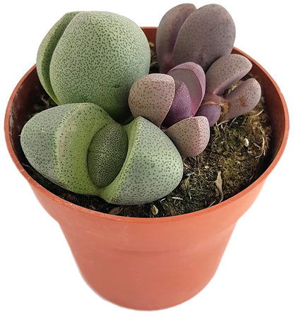 Pleiospilos nelii - bunte lebende Steine Set